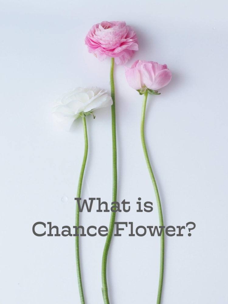 「チャンスフラワー」って何？きっかけ(チャンス)が繋げる笑顔と想い